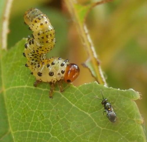 Tetrastichus hylotomarum